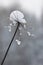 Icy hogweed flower in winter