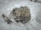 Icy hoofs footprint of horse in snow