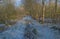 icy path through a sunny winter forest in the flemish countryside