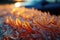 Icy patterns on a window at sunrise photo - stock photography concepts