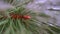 Icy pine branches. Winter background