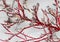 Icy red dogwood branches