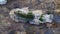 Icy rock with moss in the middle of a mountain river flowing around