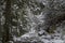 Icy, rocky path through the wintry forest trees. Snow covered, hidden fairytale landscape in the High Tatras, Slovakia