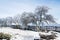 Icy trees at the Boardwalk - a consequence of freezing rain