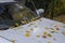 The icy windshield and hood of the car, covered with white frost and fallen yellow leaves