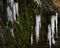 Icycles hanging from a moss cliff