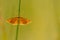 Idaea ochrata, the shining wave, is a moth in the family Geometridae