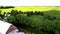 Idaho farm surrounded by yellow Canola fields