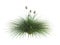 Idaho_fescue_(Festuca_idahoensis)