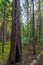 Idaho Forest with Cedars