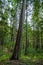 Idaho Forest with Cedars