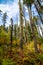 Idaho Forest in Fall