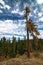 Idaho Forest in Fall, USA