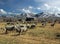 Idaho Sheep Ranch in a cold wintery scene.