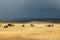 IDAHO SOMEWHERE WILDEST WILD BARN BISON