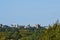 Idaho State Capital Building and downtown Boise from hills north of city horizontal