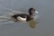 Ide view of a Tufted duck swimming Aythya fuligula