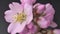 Idea for an interactive greeting card. A bouquet of pink wild almond buds opens up against a dark background closeup