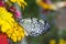 Idea leuconoe buttefly eatiting nectar from the flower