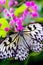\'Idea leuconoe \'\' or commonly known as Paper Kite