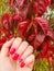 The idea of the original autumn manicure. Red nails manicured with gel polish against the background of autumn nature