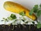 The idea of sprouting seeds from seeds to pumpkin or zucchini sprouts. Sprouted seeds with zucchini fruit on a white wooden