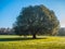 The ideal tree shape in the Greenwich park, London,