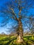 The ideal tree shape in the Greenwich park, London,