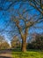 The ideal tree shape in the Greenwich park, London,