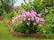 Ideas for garden - Phlox paniculata in bloom