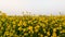 Idian Mustard farm , mustard farm with blue sky , yellow flower farm , yellow mustard flower