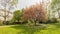 Idillic cherry blossom tree in bloom, London, England, UK