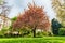 Idillic cherry blossom tree in bloom, London, England, UK