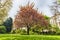 Idillic cherry blossom tree in bloom, London, England, UK