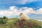 Idillic landscape with sheep, lambs, ram