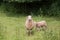 Idillic landscape with sheep, lambs, ram on field