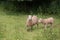 Idillic landscape with sheep, lambs, ram on field