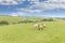 Idillic landscape sheep, lambs, ram on green grass