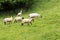 Idillic meadow landscape with sheep, lambs, ram