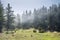 Idillyc fantasy view of a misty forest on a cloudy day in a green scenery during morning time. A vribrant landscape at springtime