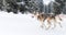 Iditarod Husky sled competition