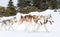 Iditarod Husky sled competition