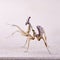 Idolomantis diabolica macro on white background