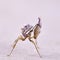 Idolomantis diabolica macro on white background