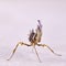 Idolomantis diabolica macro on white background