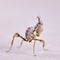 Idolomantis diabolica macro on white background