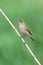 Iduna caligata. The booted Warbler looks carefully