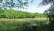 Idyll lake in summer with reed and green alder trees