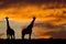 Idyllic African sunset